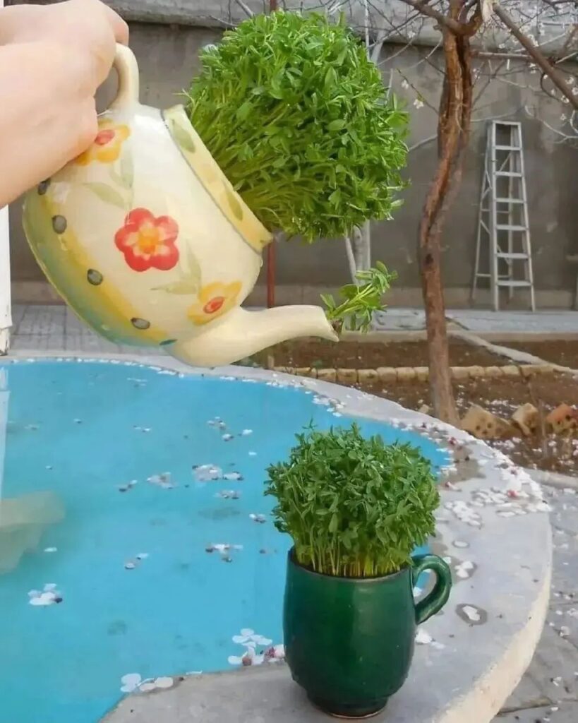 طرز تهیه سبزه عدس