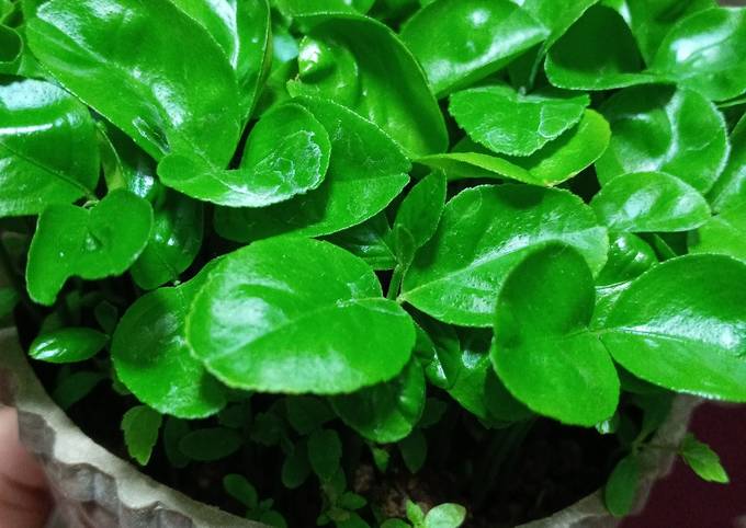 طرز تهیه سبزه پرتقال