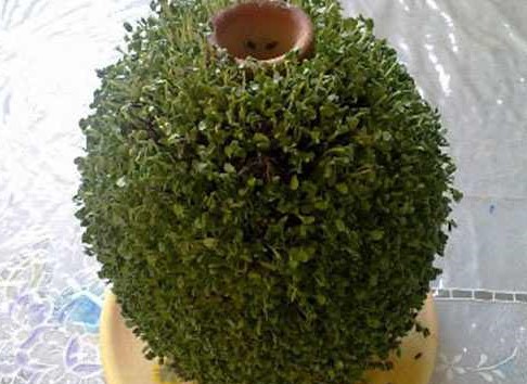 طرز تهیه سبزه شاهی