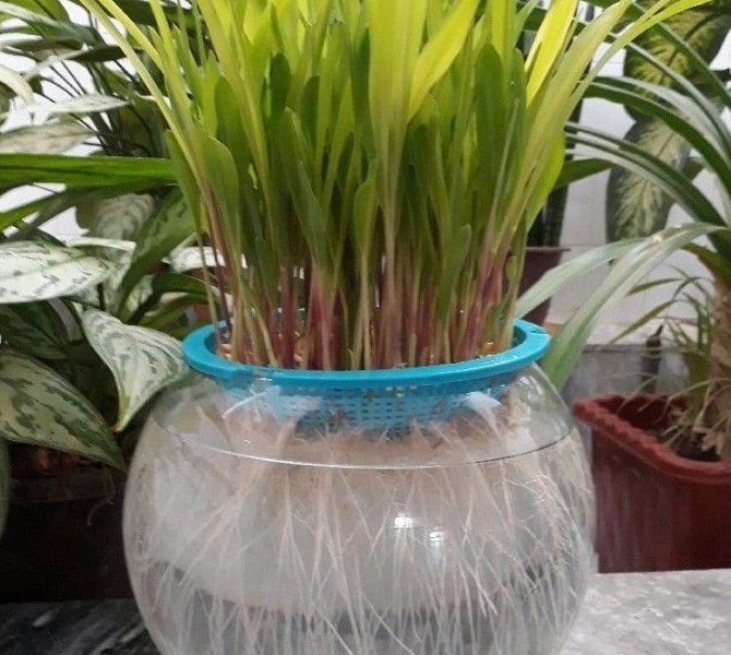 طرز تهیه سبزه ذرت