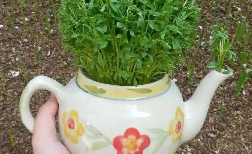 طرز تهیه سبزه عدس