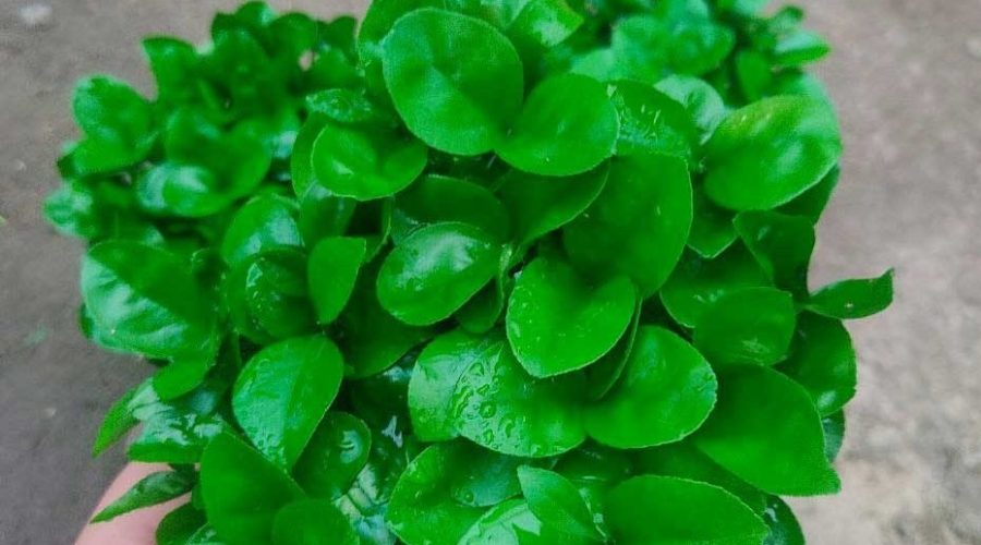 طرز تهیه سبزه نارنج