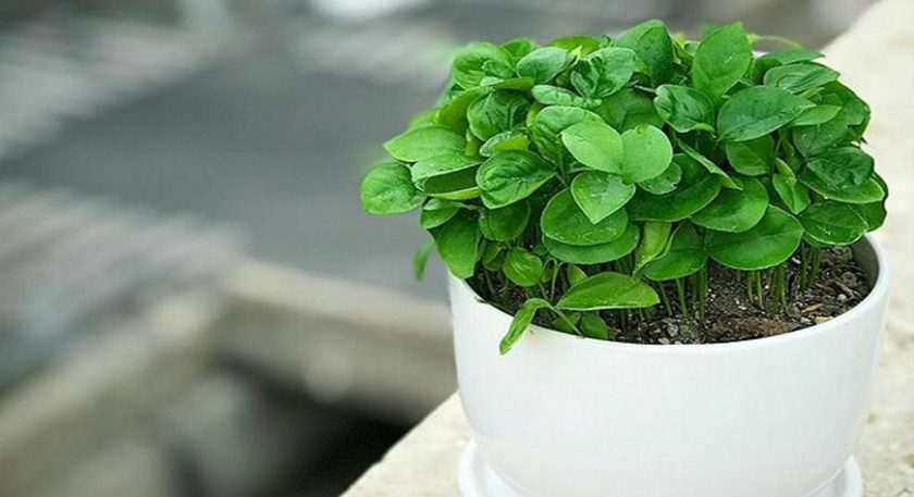 طرز تهیه سبزه نارنج